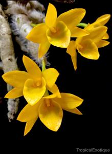 Dendrobium senile