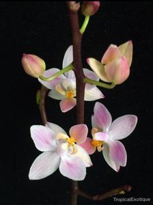 Phalaenopsis equestris