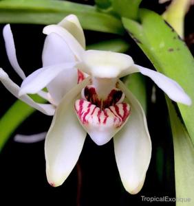 Vanda flavobrunnea