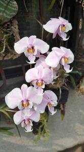 Phalaenopsis schilleriana