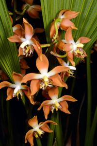 Neomoorea wallisii