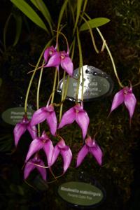 Masdevallia lamprotyria