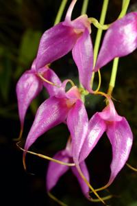 Masdevallia lamprotyria