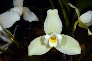 Lycaste virginalis