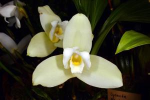 Lycaste virginalis