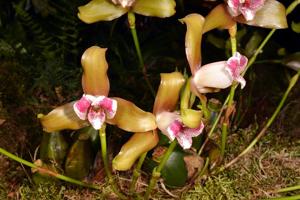 Lycaste macrophylla