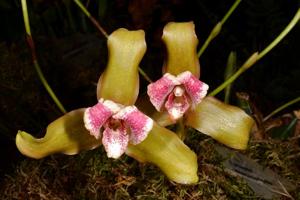 Lycaste macrophylla