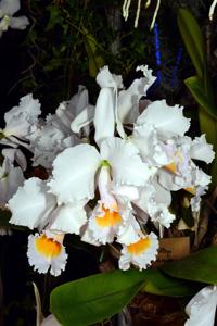 Cattleya schroederae