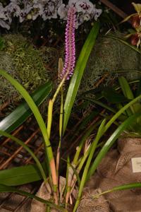 Arpophyllum giganteum