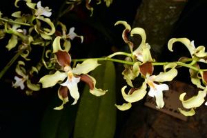 Oncidium aurarium