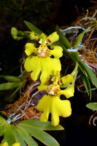 Erycina pusilla