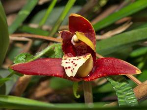 Maxillaria tenuifolia