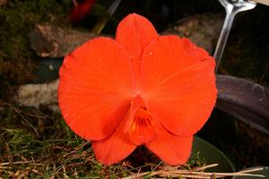 Cattleya coccinea