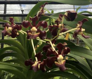 Vanda merrillii