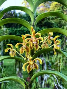 Vanda scandens