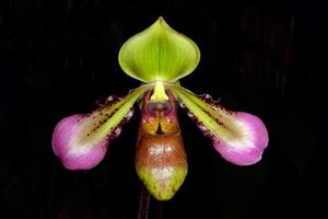 Paphiopedilum hookerae