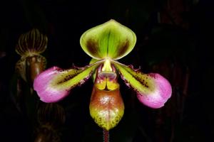 Paphiopedilum hookerae