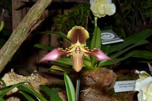 Paphiopedilum hirsutissimum