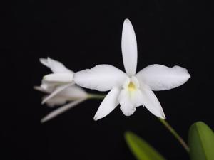 Laelia rubescens