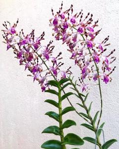 Dendrobium lasianthera