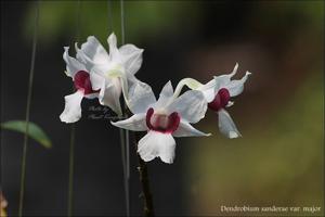 Dendrobium sanderae