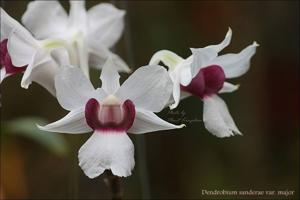 Dendrobium sanderae