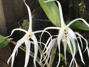 Dendrobium amboinense