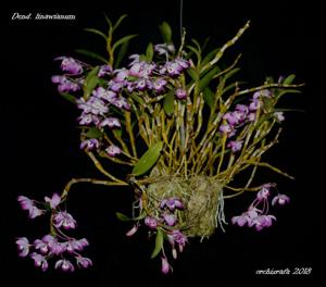 Dendrobium linawianum