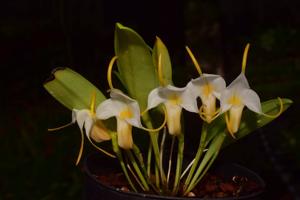 Masdevallia fuchsii