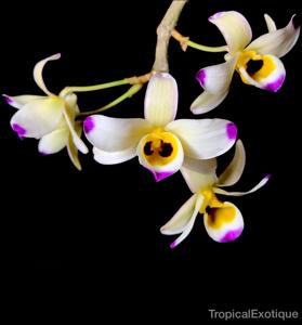 Dendrobium wardianum