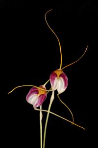 Masdevallia schroederiana