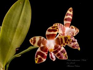 Phalaenopsis amboinensis