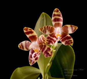 Phalaenopsis amboinensis