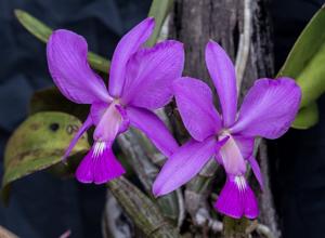 Cattleya walkeriana