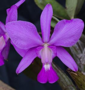 Cattleya walkeriana