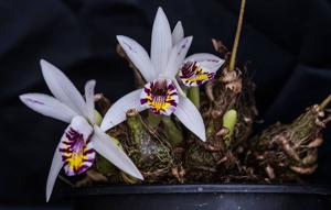 Pleione maculata