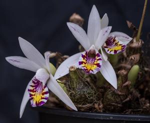 Pleione maculata