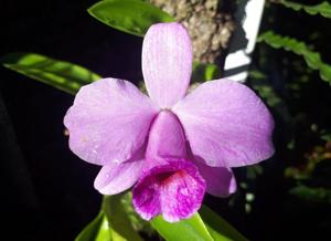 Cattleya praestans