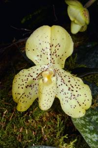 Paphiopedilum wenshanense