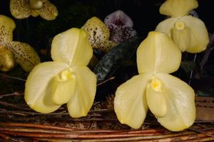 Paphiopedilum wenshanense