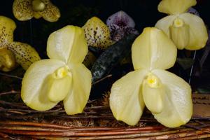 Paphiopedilum wenshanense