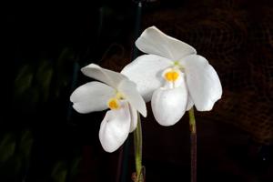 Paphiopedilum thaianum