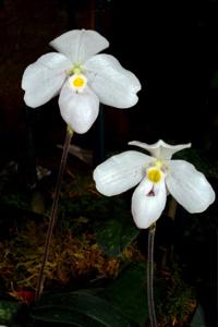 Paphiopedilum thaianum