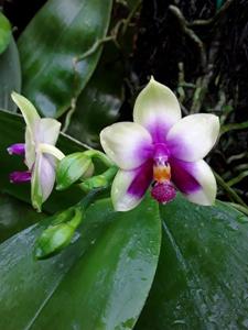 Phalaenopsis bellina