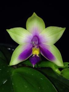 Phalaenopsis bellina