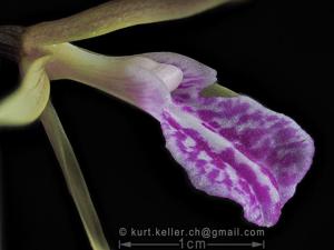 Nervilia umphangensis