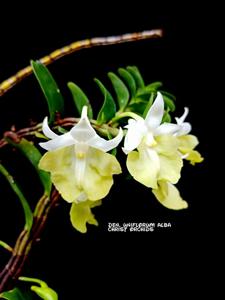 Dendrobium uniflorum