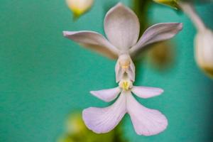 Calanthe triplicata