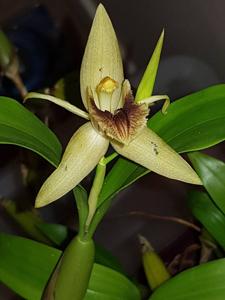 Coelogyne ovalis