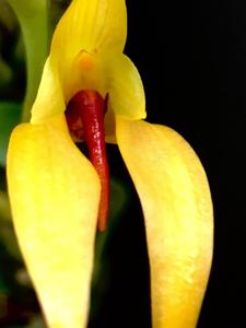 Bulbophyllum amplebracteatum